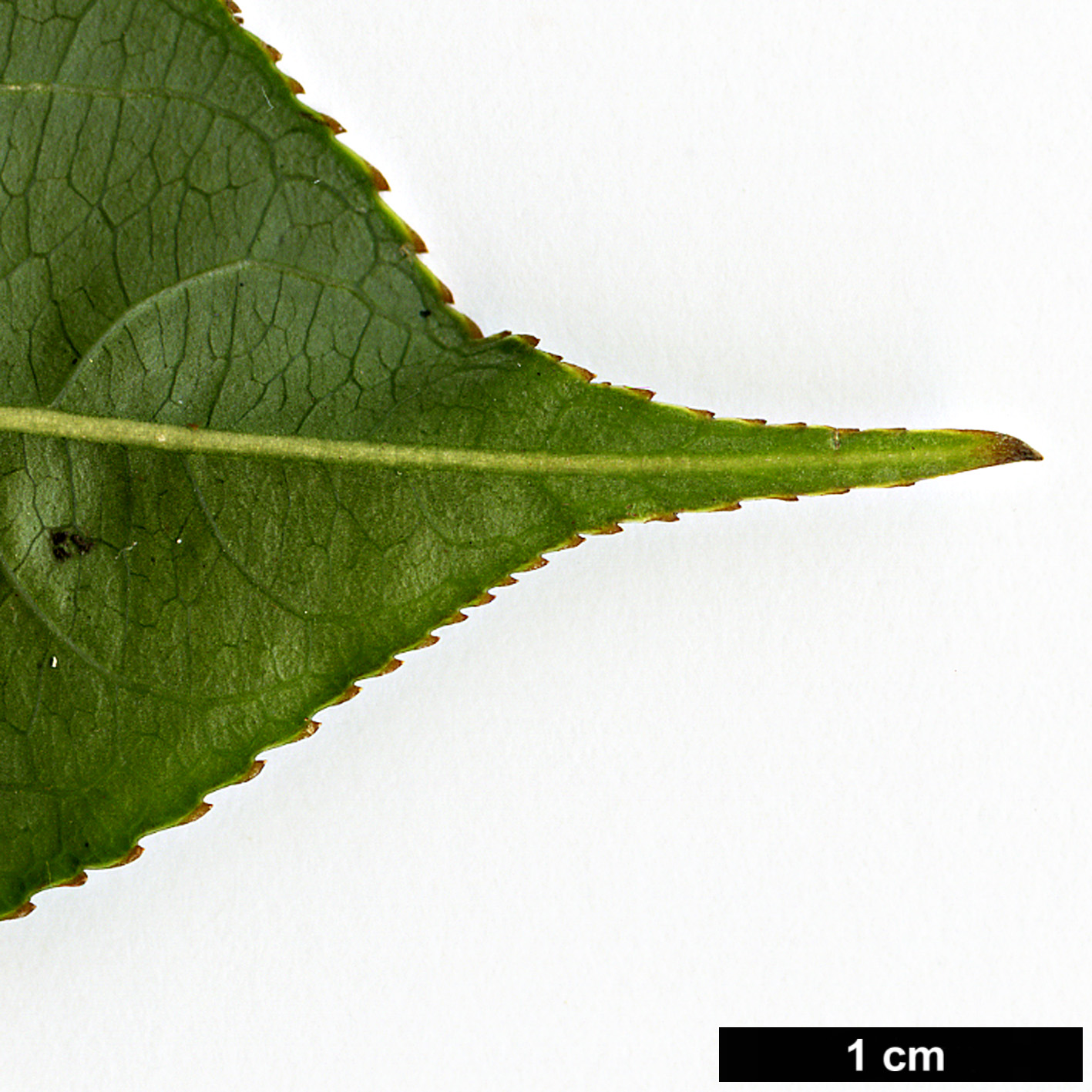 High resolution image: Family: Staphyleaceae - Genus: Turpinia - Taxon: pomifera - SpeciesSub: var. minor